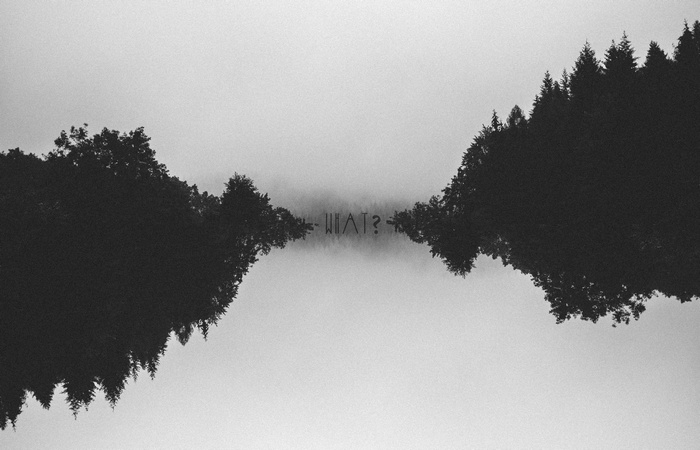Monochrome forest with "WHAT?" typography