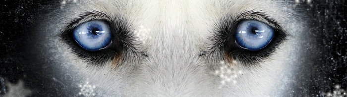 Close up of a wolf's blue eyes with snowflakes