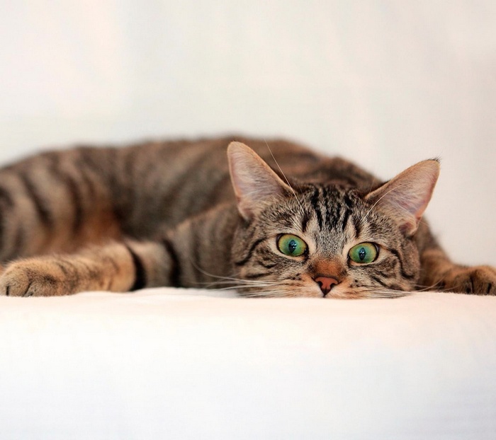 A tabby cat with green eyes lies down