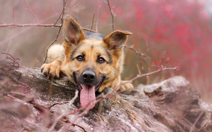 German Shepherd dog with tongue out on a log