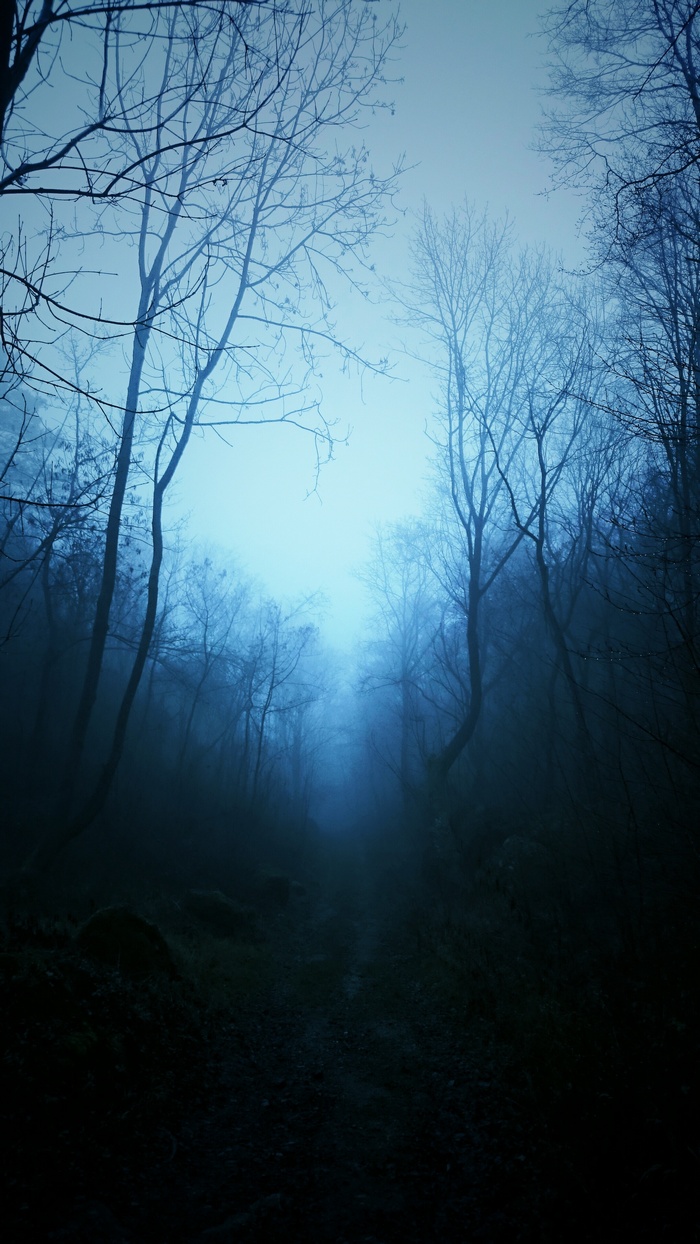 Misty forest with bare trees and a path