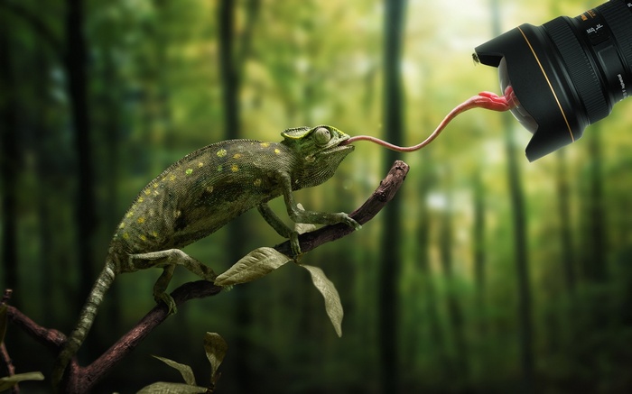 Chameleon with tongue extended towards Nikon camera lens