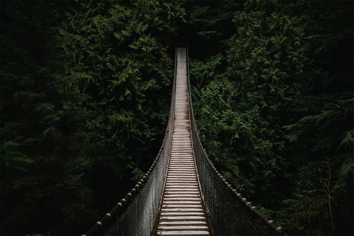 Suspension bridge in a dense forest
