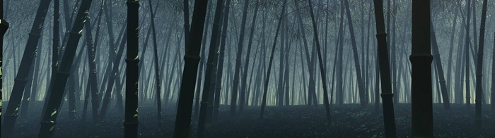 Dark bamboo forest with mist and light rays