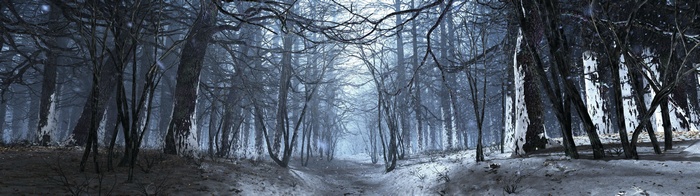 Snowy forest path with bare trees