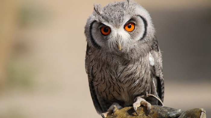 A Southern White Faced Owl with bright orange eyes