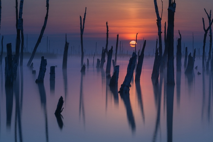 Sunset over a misty lake with dead trees
