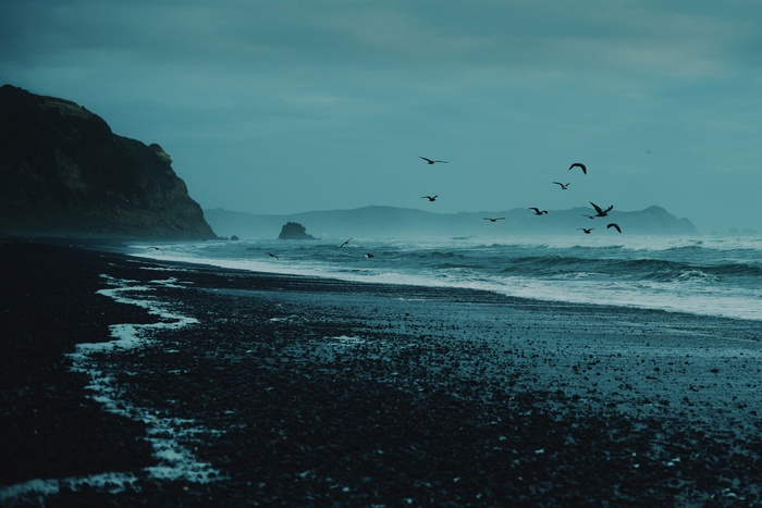Birds flying over a rocky beach and ocean