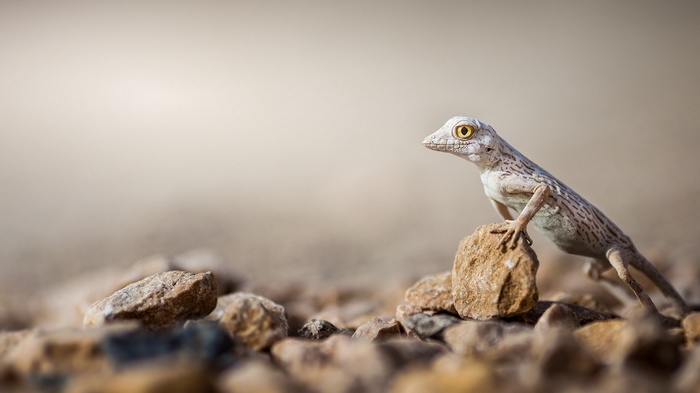 A lizard perched on rocks in a desert
