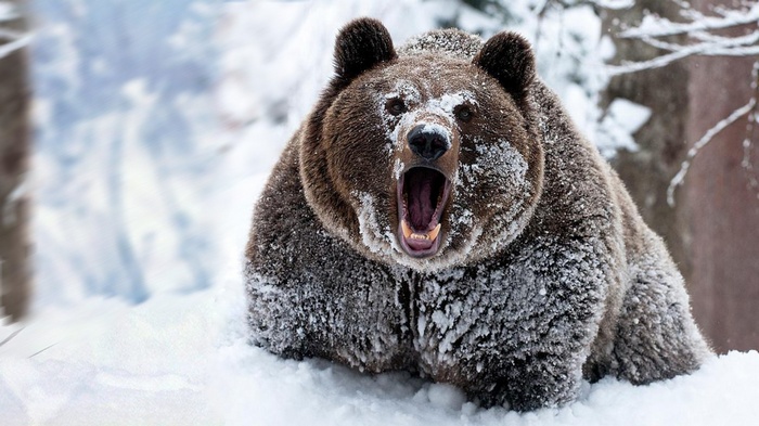 Brown bear with mouth open in snow