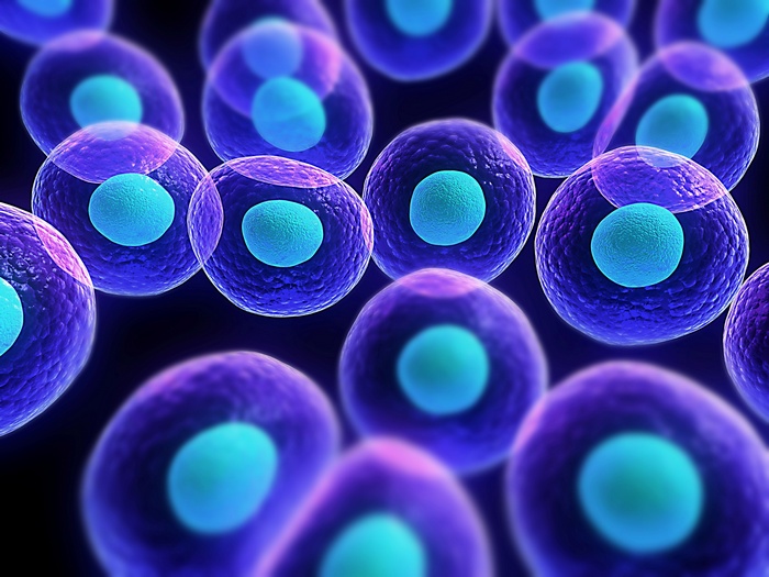 Microscopic view of purple cells with blue nuclei