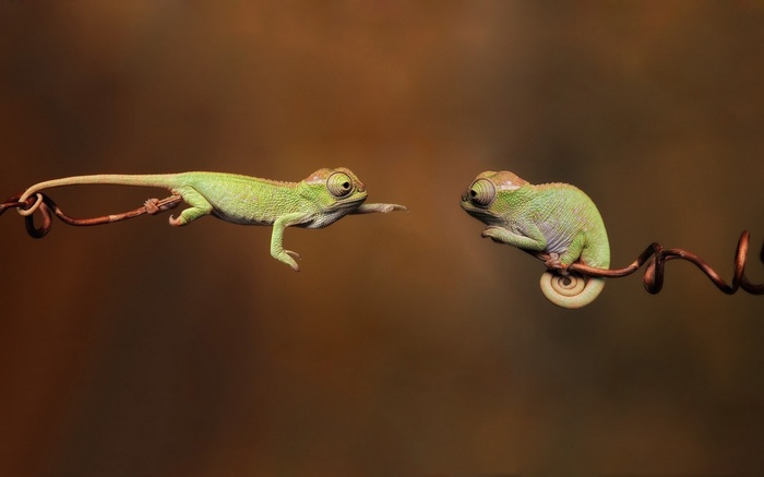 Two young chameleons on a branch