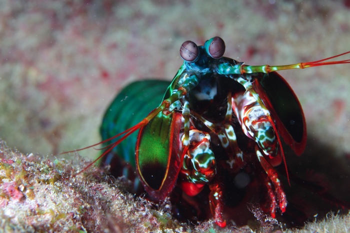 Close-up of a colorful mantis shrimp