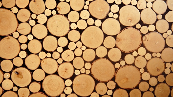 Wood log cross-sections texture