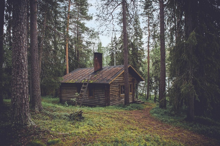 Wooden cabin in a dense pine forest