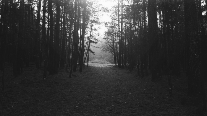 Monochrome forest path with sunlight filtering through trees