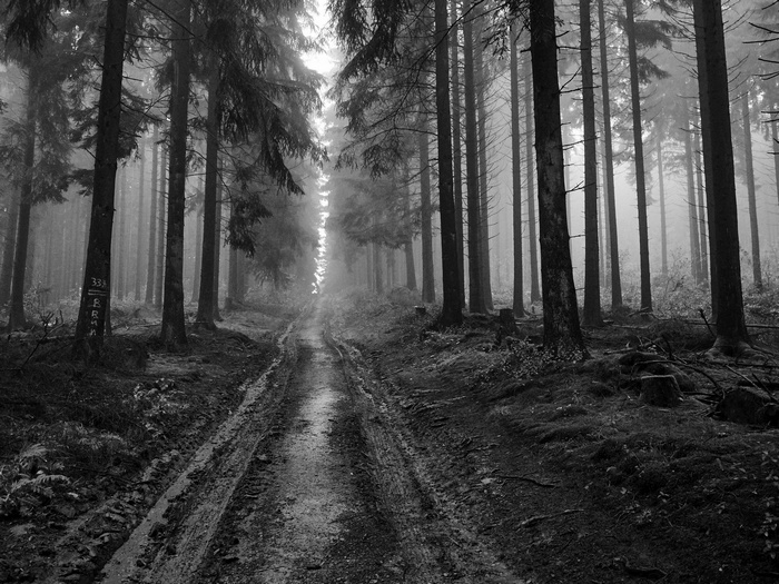 Monochrome forest path with tall trees and fog