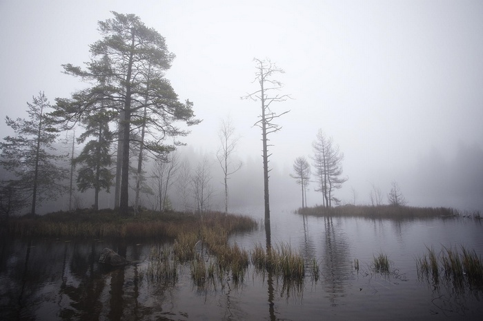 Misty lake with trees and dry grass in Sweden