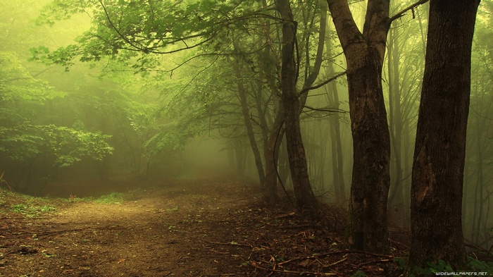 A foggy forest path with trees and leaves