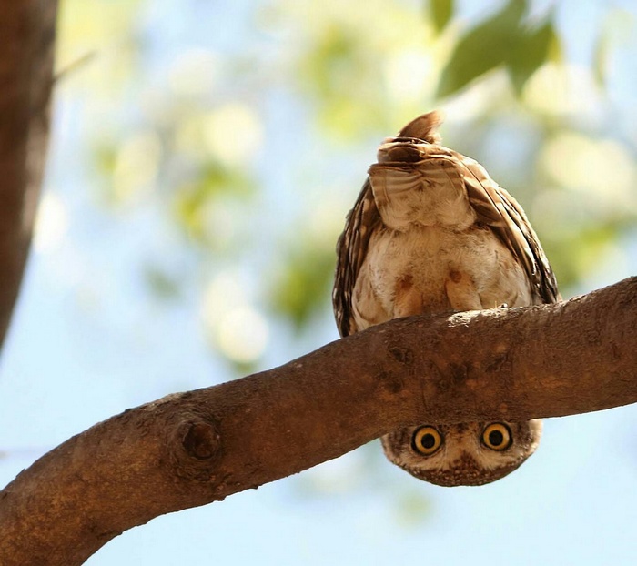 A spotted owl perched upside down on a tree branch