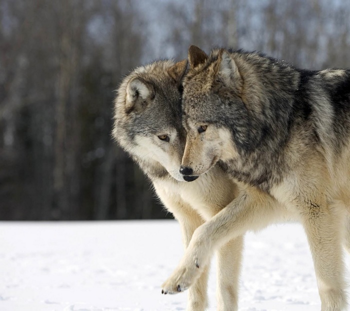 Two wolves in a snowy forest