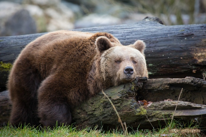 Brown bear resting on a fallen log