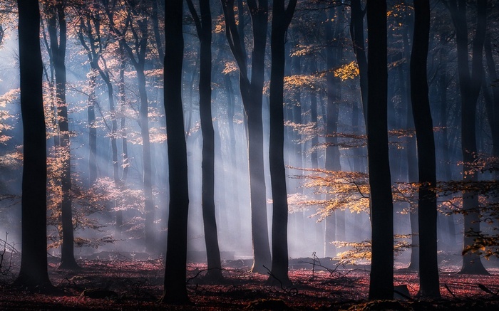 Sunlight filtering through a misty forest with yellow leaves