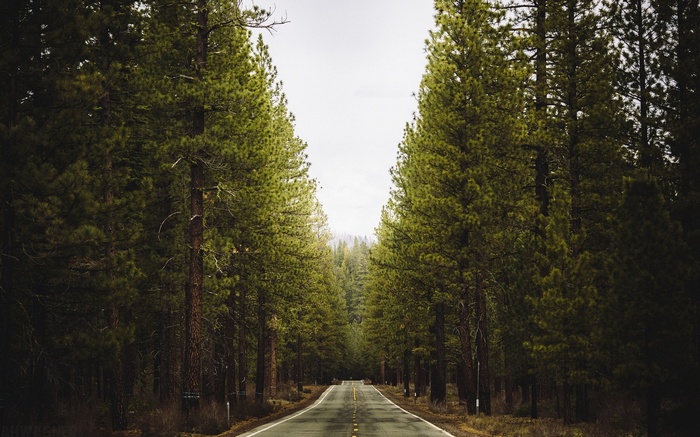 Road through a dense pine forest