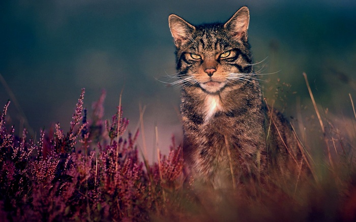 Wildcat sitting in heather and grass
