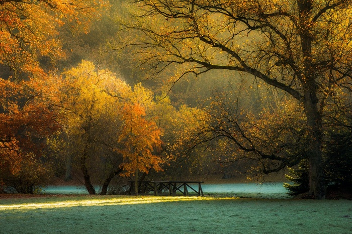 Autumn park with sunlight filtering through trees and frost on grass