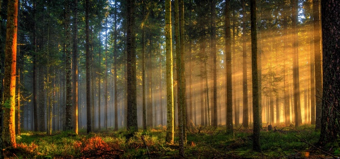 forest, trees, landscape, sunlight, Germany, grass, nature, mist, sun rays, morning