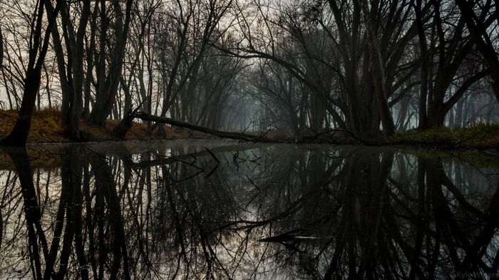 Dark forest with a reflective body of water