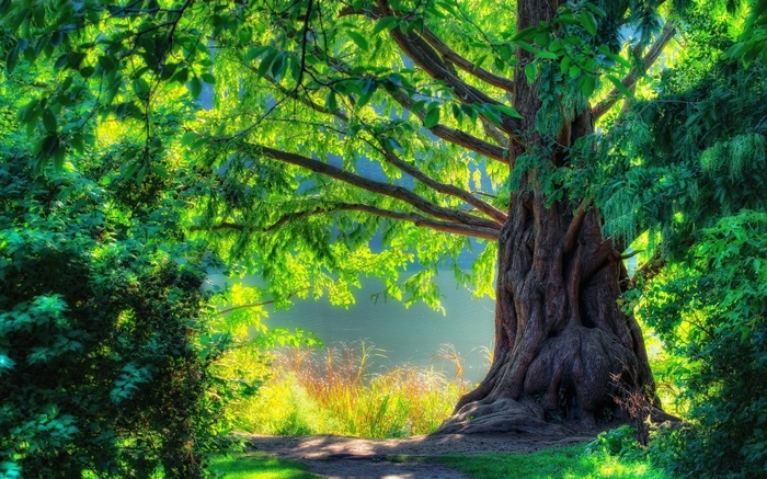A large tree with green leaves and a path