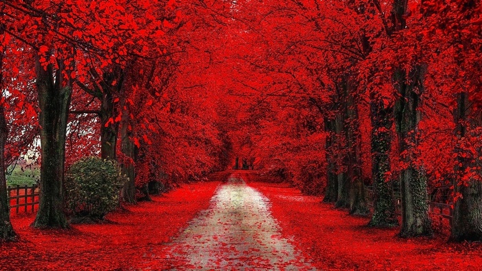 A pathway lined with trees in full red autumn foliage