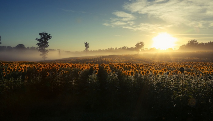 Field of sunflowers at sunrise with mist