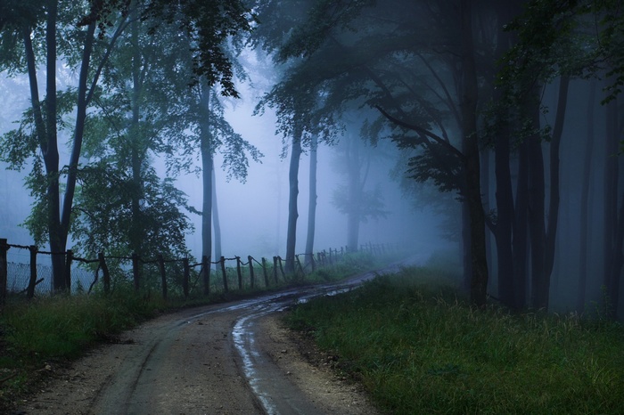 Misty forest path with trees and a fence