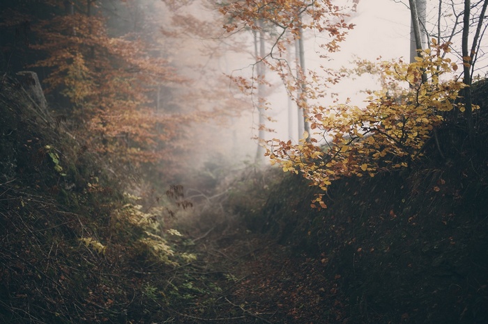 Autumn forest path with fog