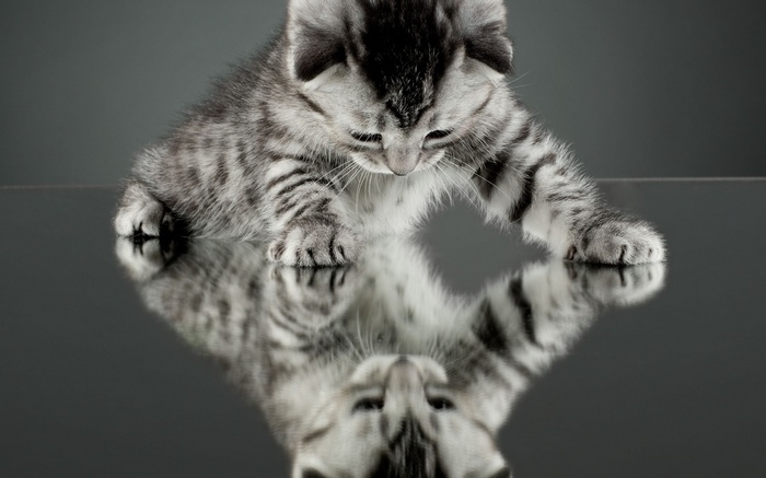 A kitten looks at its reflection on a shiny surface
