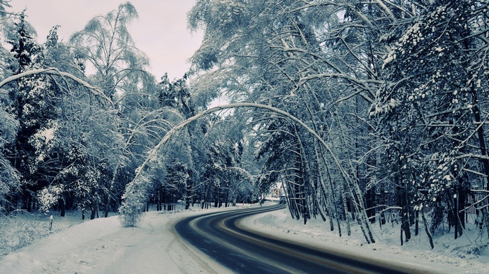 Snow-covered trees arch over a winding road
