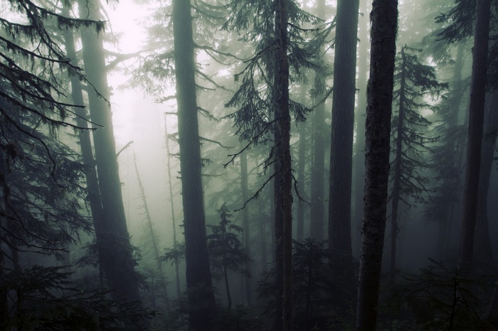 Misty forest with tall trees