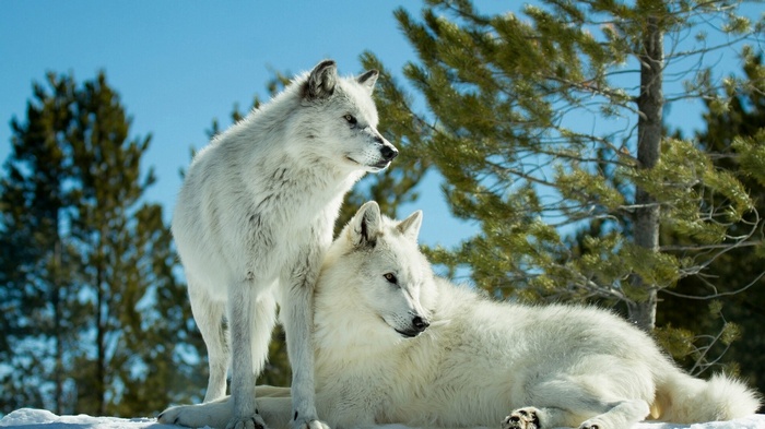 Two white wolves in a snowy forest