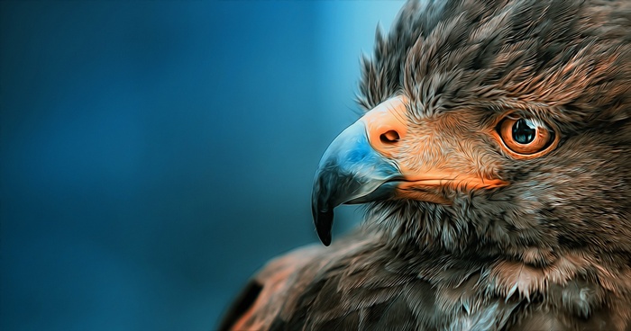 eagle, nature
