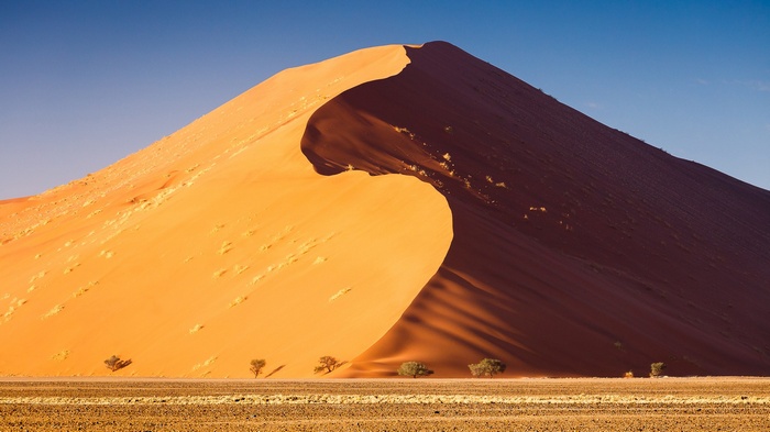 Namib Desert dune with acacia trees