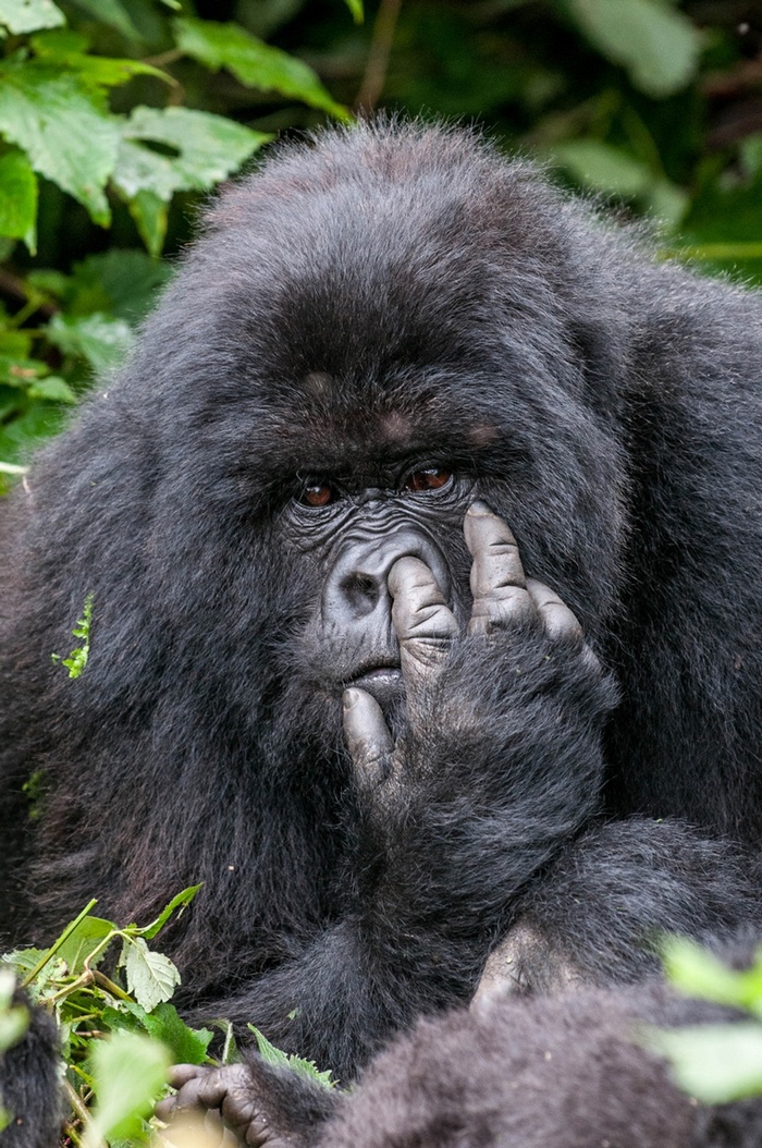 Gorilla picking its nose in a forest
