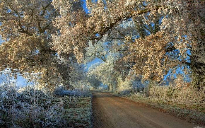 Frosty trees line a winter road