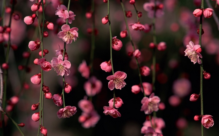 Pink plum blossoms hanging from branches