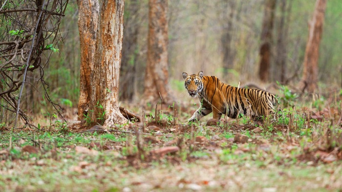 Tiger walking in a forest