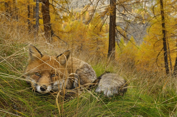 A fox rests in tall grass with autumn trees
