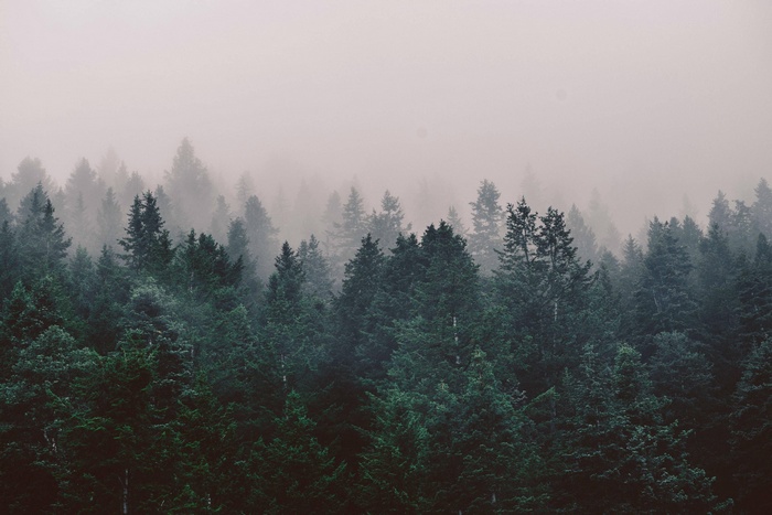 Misty forest with tall evergreen trees