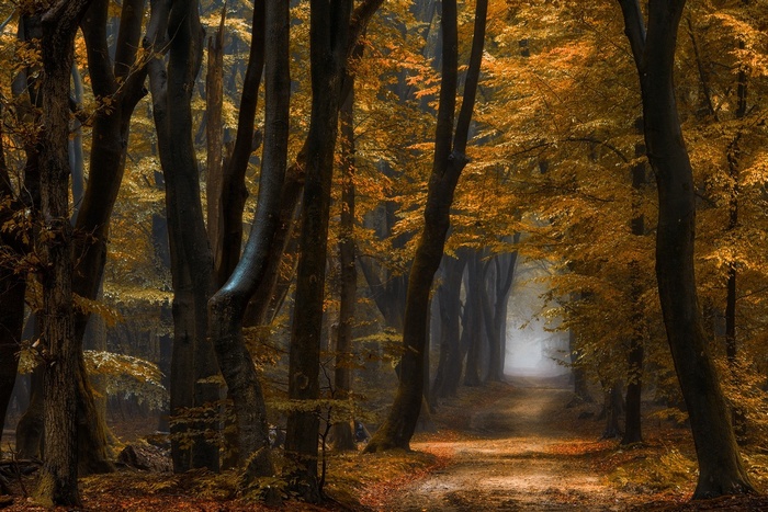 Autumn forest path with mist and yellow leaves